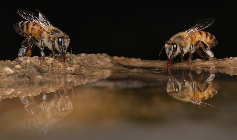 SAVAS - Stuart Collen - Bee waterhole