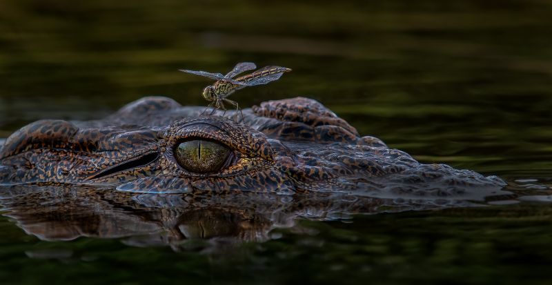 Southern Suburbs Camera Club - Ben Botha - Croc passenger