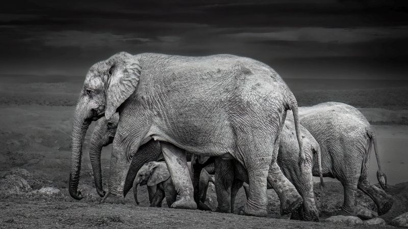 Cathy Birkett - Knysna Photographic Society - Elle family