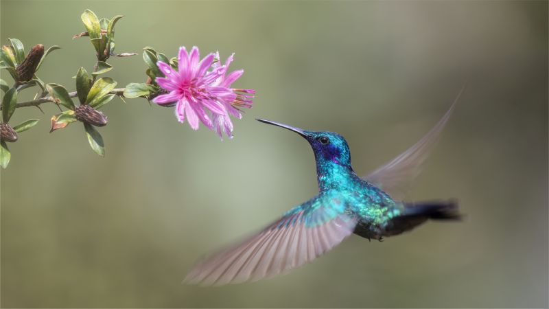 Craig Morgan - Randburg Foto Klub-Randburg Photo Club - Elegance between the flowers