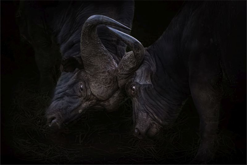 Dave Wickham - Highway Camera Club - Buffalo Clash