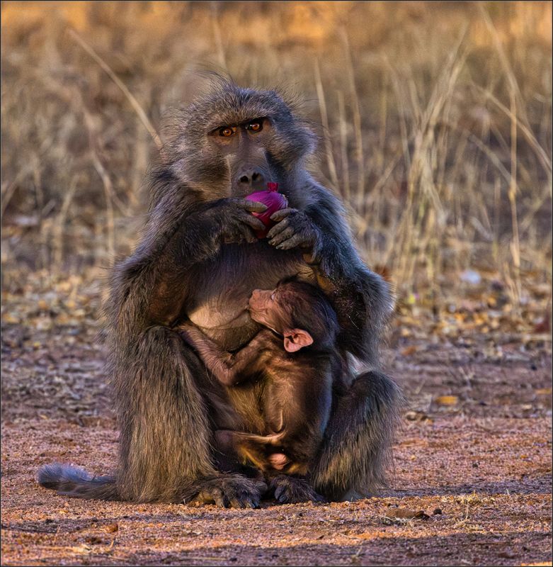 Gerhard Grove - Magalies Foto Fun Club - Onion and mothers milk