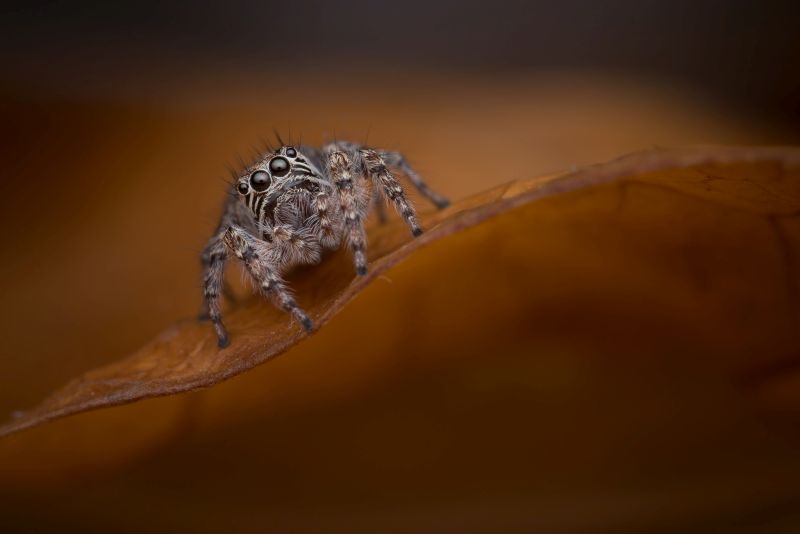 Hannes Claassens - Midlens Fotoklub - Jumping spider
