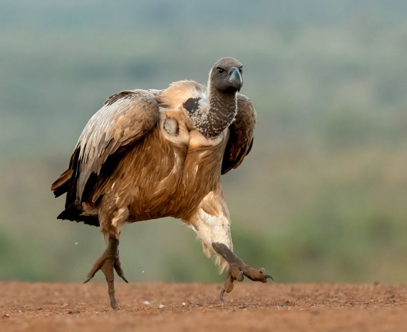Howard Gillitt - Westville Camera Club - In a hurry