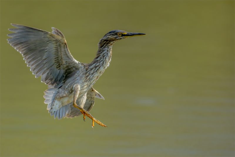 Jan Roos - Brandpuntfotoklub - Juvenile Green Back Heron in flight