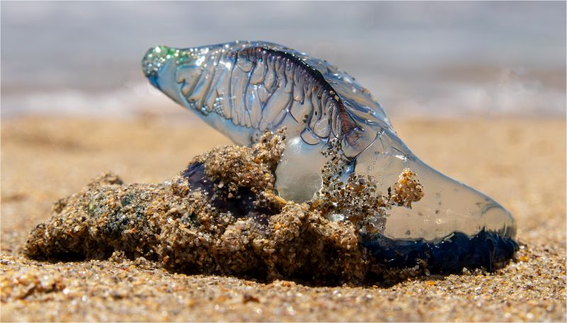 Mari Du Toit -  Independent - Bloublasie