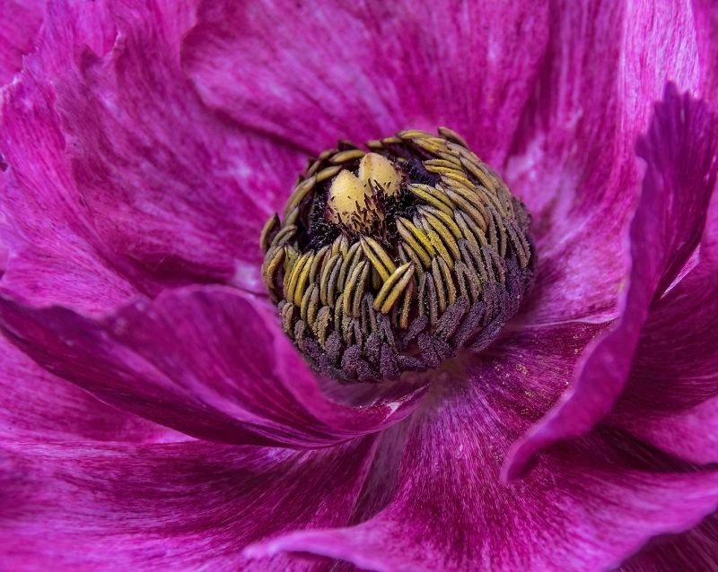 Marianna Erasmus -  Independent - Inside of Ranunculus