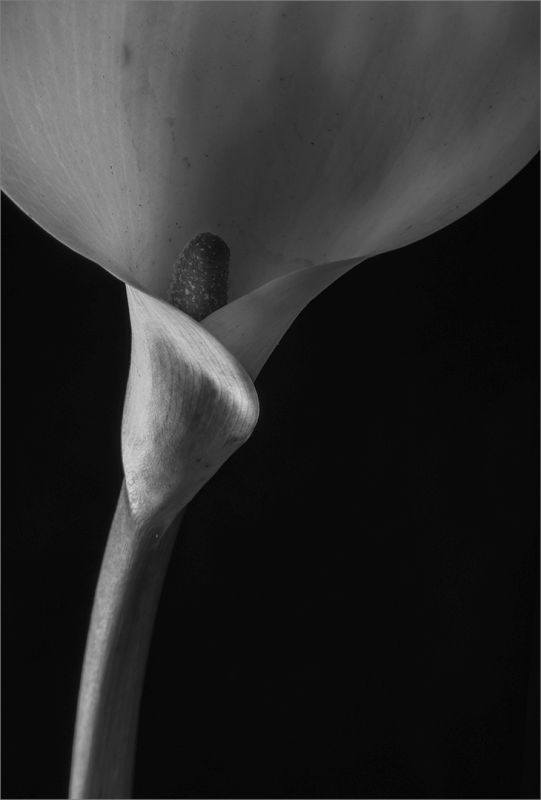 Mia Joubert - Magalies Foto Fun Club - Serene bloom