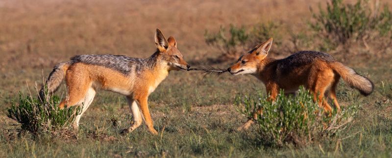 Michele-Ann Nel - Creative Camera Club - Tug of War