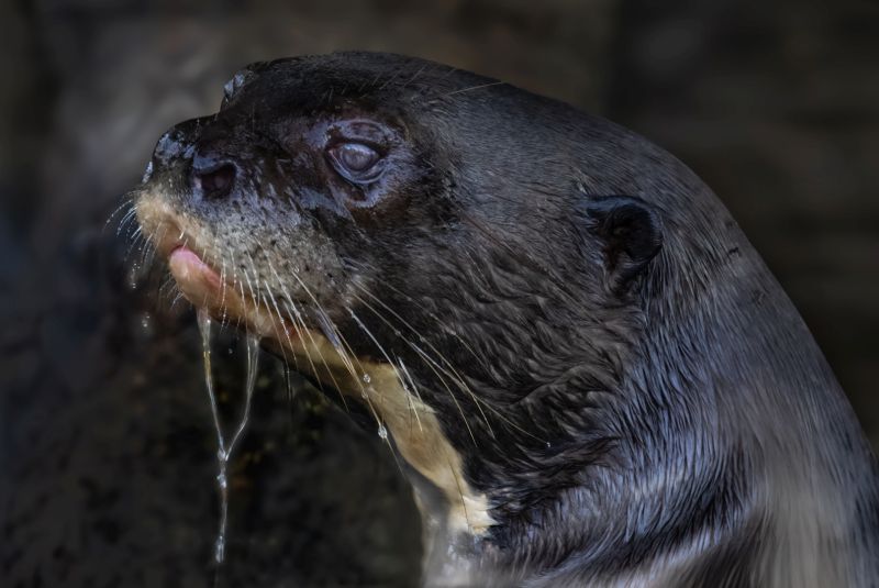 Nicolette Forbes - Westville Camera Club - Giant River Otter Brazil