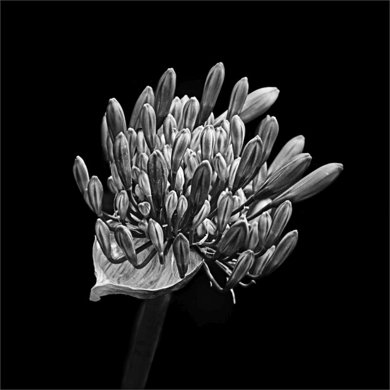 Peter Oosthuizen - Knysna Photographic Society - Agapanthus DrE