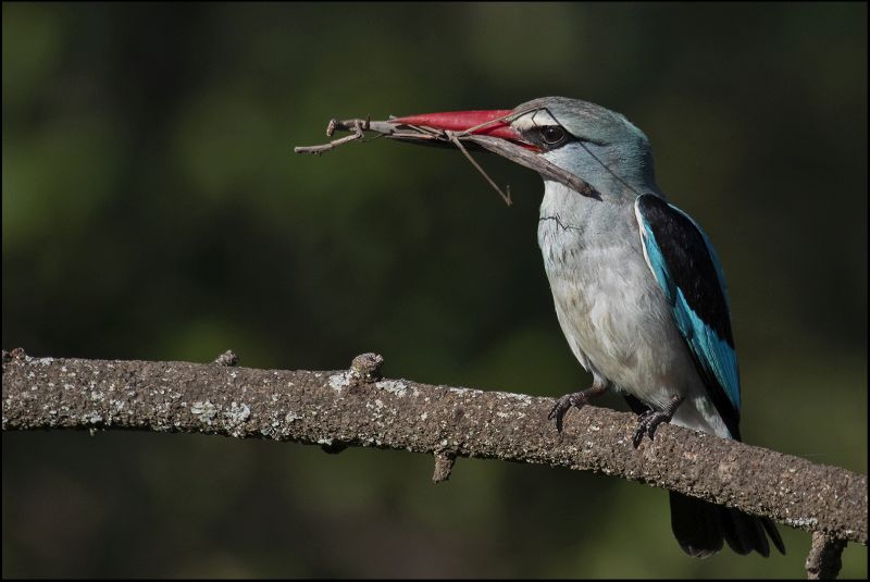 Roelf Ackerman - Midlens Fotoklub - Preying Mantis for breakfast