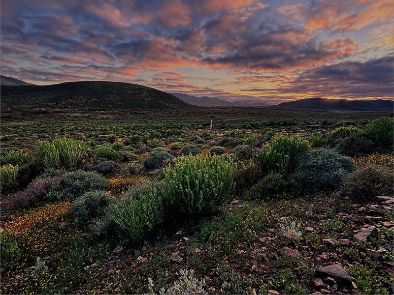 Sarie Du Plessis - Brandpuntfotoklub - Goue oggend in die Hantam