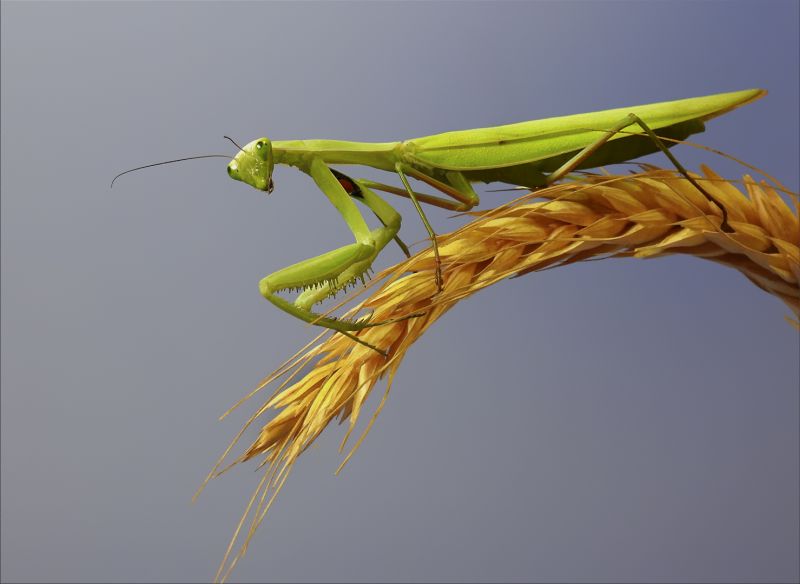 Sussa Pelser - Sasol Highveld Photography Club - Praying Mantis Looking At Me