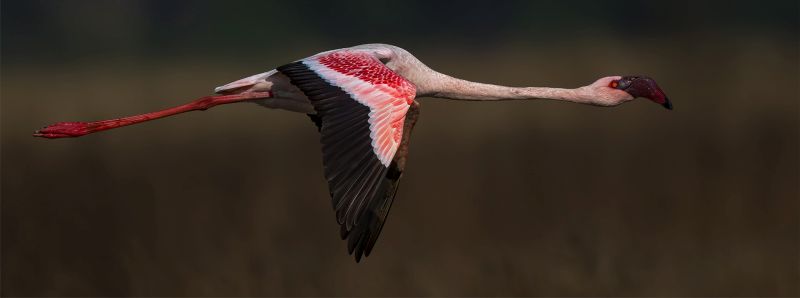Theo Van Der Merwe - Boksburg Camera Club - Klein flamink in vlug