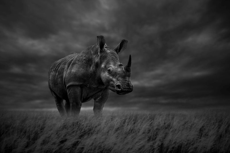 Ursula Baumann - Randburg Foto Klub-Randburg Photo Club - Blue Rhino
