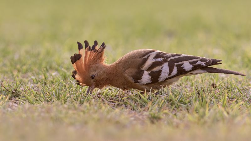 Yafei Yi - Sandton Photographic Society - Hoopoe Alert