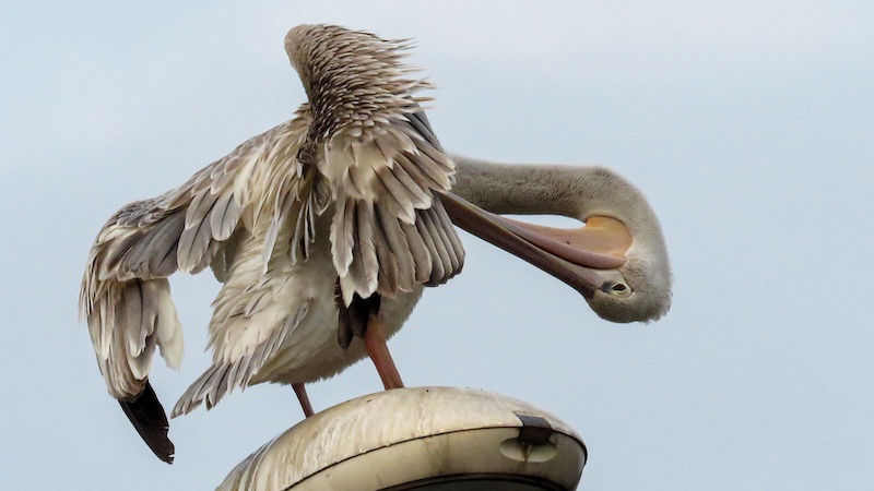 Amber Camera Club - Iain Kerr - Grooming time