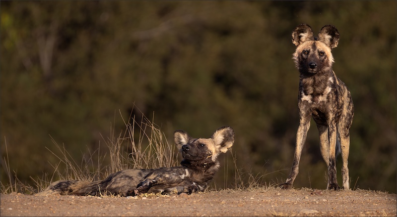 Bethal Fotografie Klub - Reinardt Herselmann - Paraat