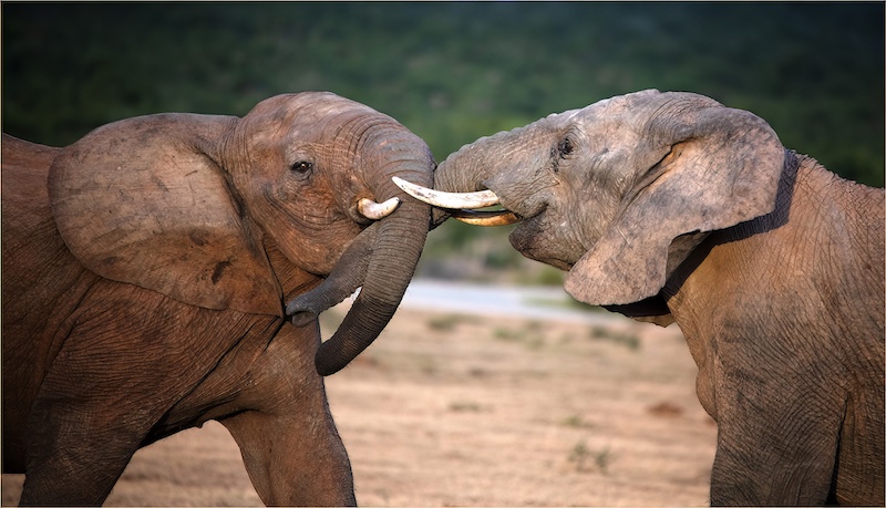 Bloemfontein Kameraklub - Fanus Theron - Olifante Stoei