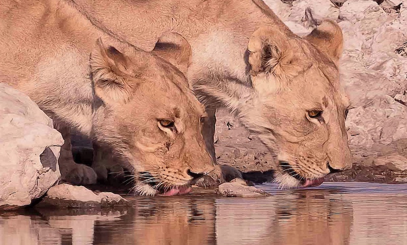 Creative Camera Club - Douglas Young - thirst quench