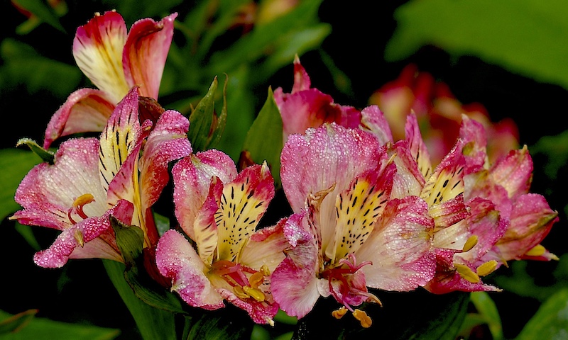 Durban Camera Club - Anne Robinson - Lily of the Inca