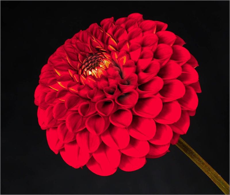 Eden Photographic Society - Kitty Steyn - Rooi Dahlia