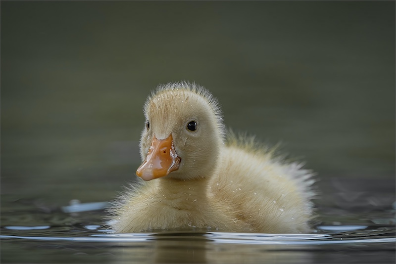 Edenvale Photographic Club - Sonja Olivier - Duckling