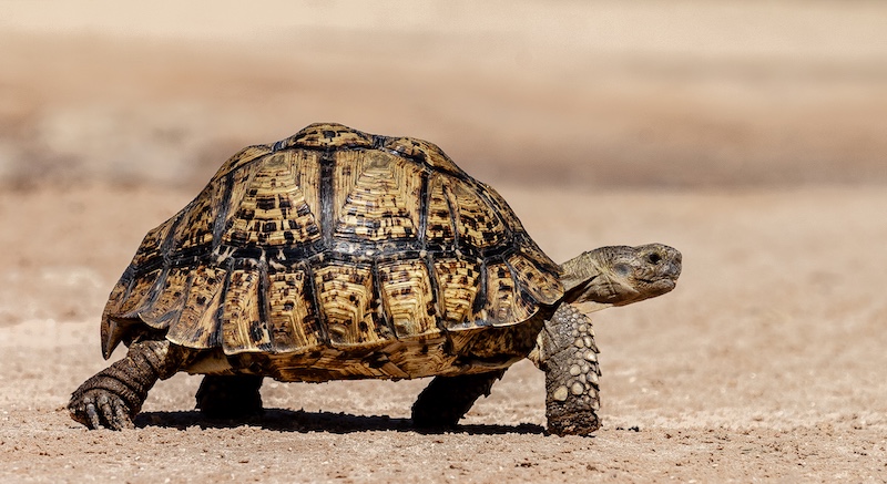 Knysna Photographic Society - Claudette Gericke - Leopard Tortoise