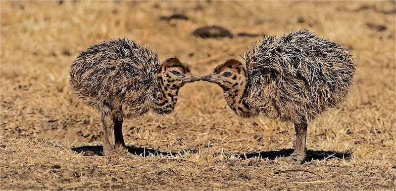 Kroonstad Fotoklub - Andries Haasbroek - Broers