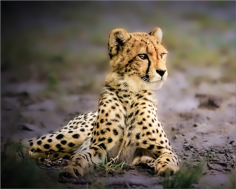 Magalies Foto Fun Club - Jaco Lottering - I see something moving