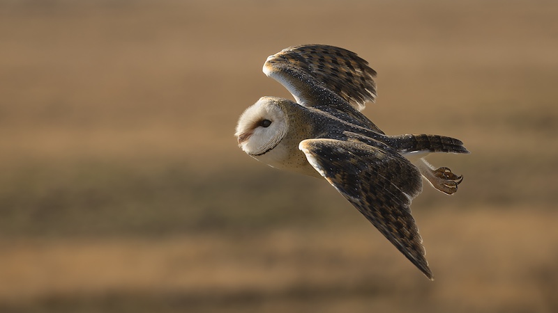 National Photographic Club - Danie Opperman - Silent hunter