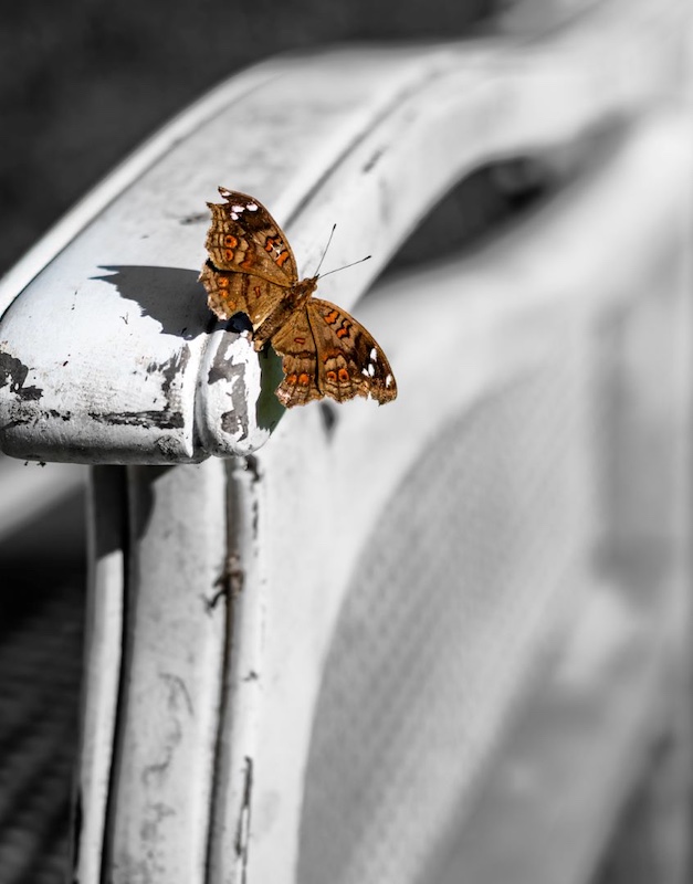 On the Rocks Camera Club - Peter ONeill - Butterflu at rest