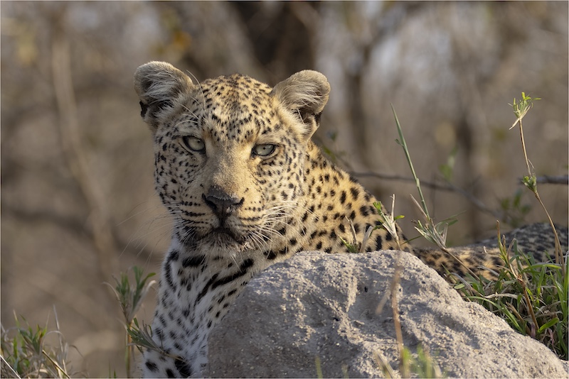 Paarl Photographic Club - Arnold Van Dyk - Leopard Waiting