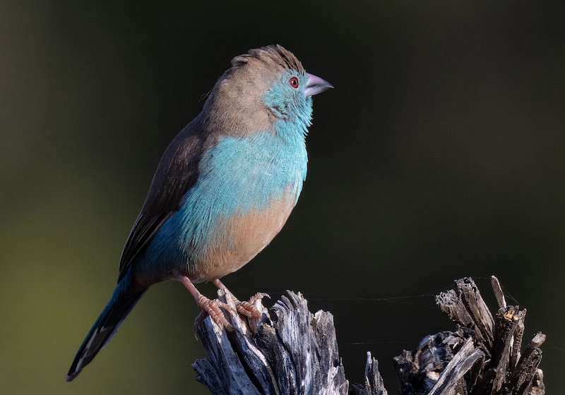 Pretoria Photographic Society - Charles Costello - Blue Waxbill