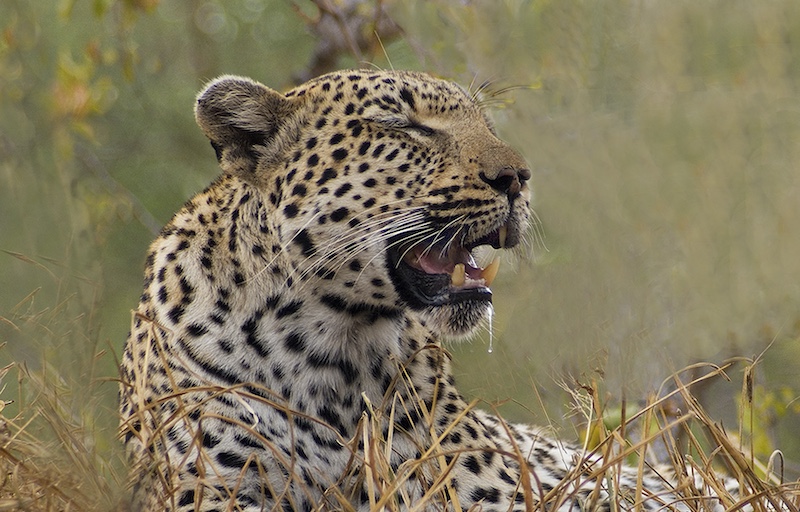 Sandton Photographic Society - Sidney Hirschowitz - Dribbeling.
