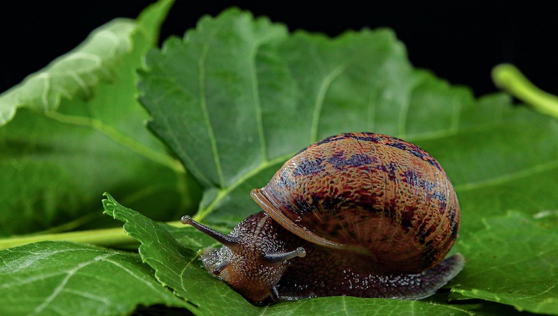 Schools - Charlie Hofmeyr HS - Ané Sauer - Leafy stroll