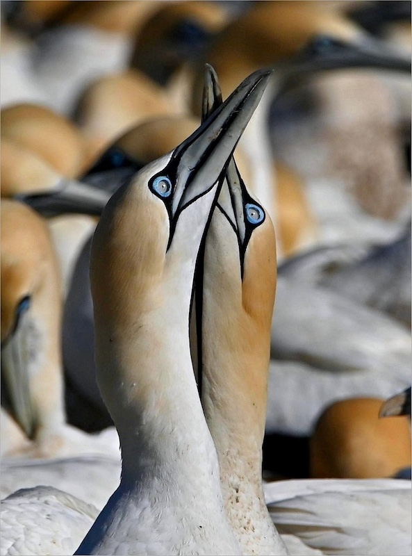 Tafelberg  Fotografieklub - Cobus Carstens - Kissing