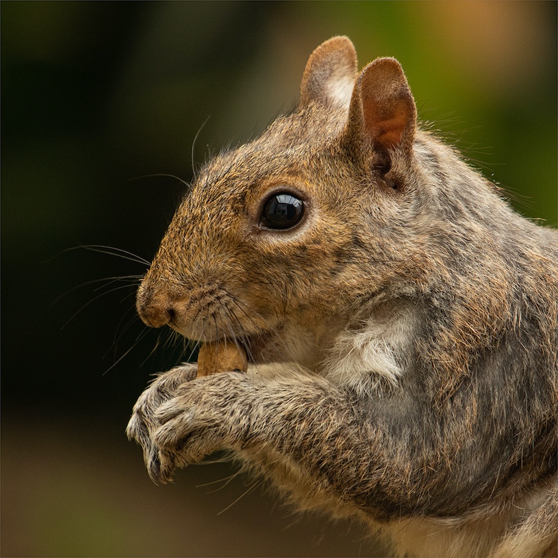 Tygerberg Photographic Society - Richard Jones - Mr Squirrel came to lunch