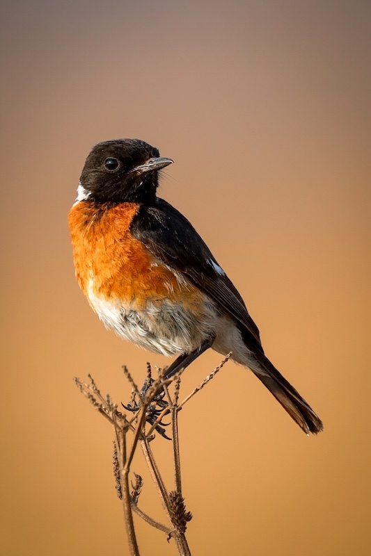 Vereeniging Photographic Society - Riana Knouwds - GESELSERIG BONT ROKKIE