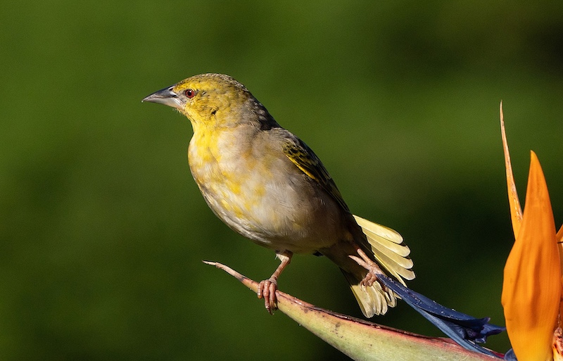 Westville Camera Club - Este Blundell - Having a half stretch after my nectar drink