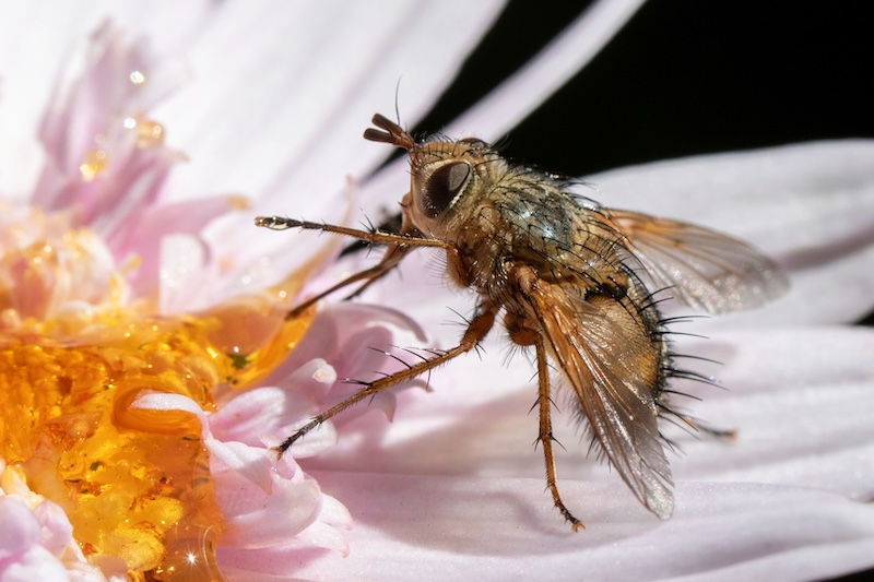 Witzenberg Photographic Society - Mabru Marais - Tiny visitor