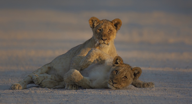 AFO - Hennie Niemand - Leeuwelpies