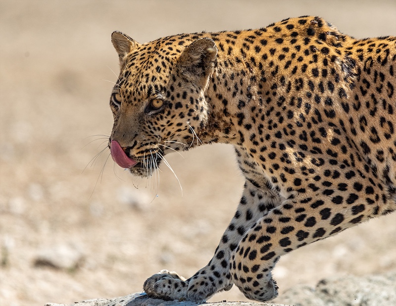 Amber Camera Club - Michelle Nelson - Leopard