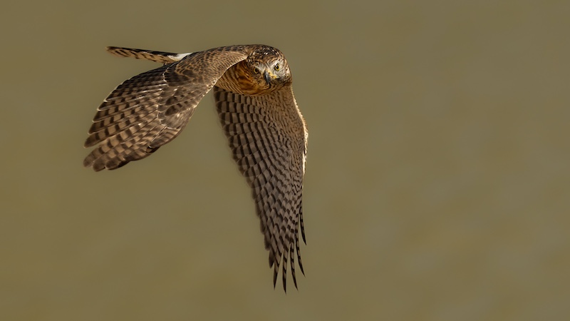 Bloemfontein Kameraklub - Michiel Duvenhage - Gabar 2 KTP A