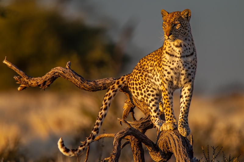 Bosveld Fotografie Klub - Ziets Zietsman - Luiperd