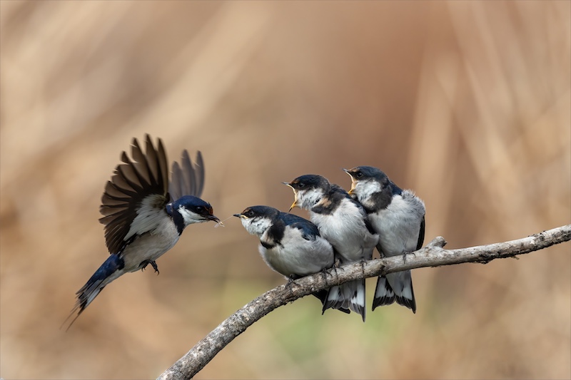 Brandpuntfotoklub - Jan Roos - Feeding is hard work