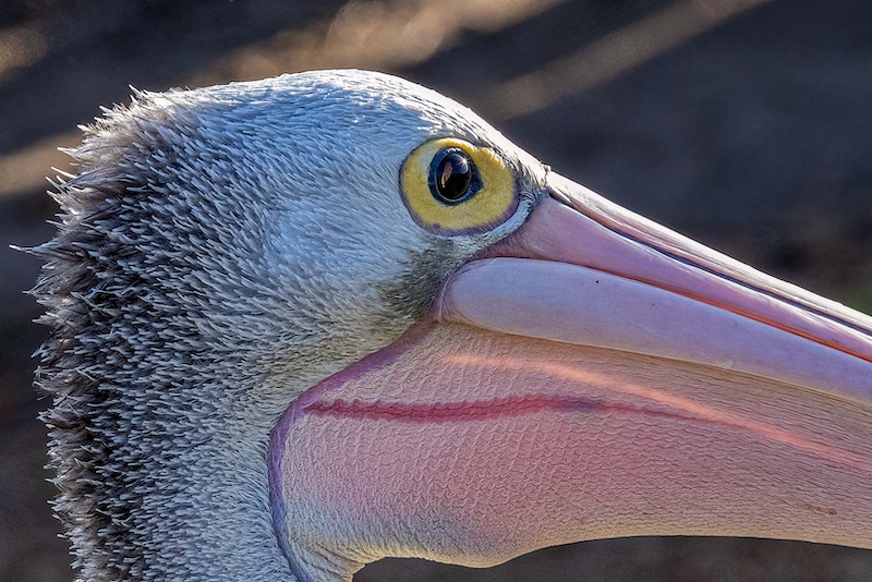 Creative Camera Club - William Ferris - That glint in the eye