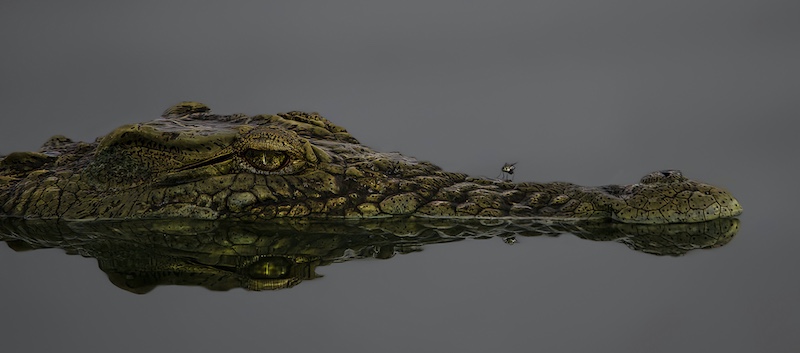 Edenvale Photographic Club - Brian Shaw - Croc and Friend