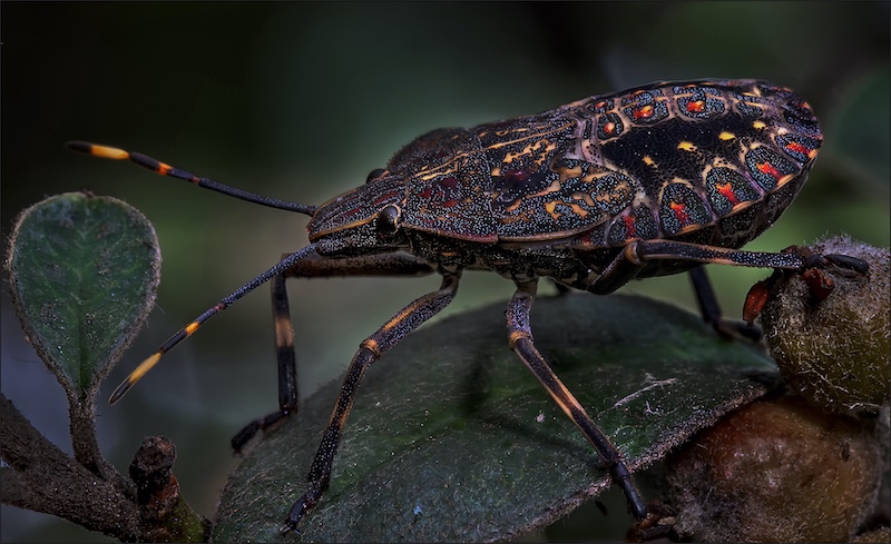 Ermelo Foto Klub - Christa Strauss - Stinkgogga
